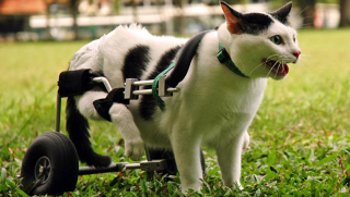 via pet360.com